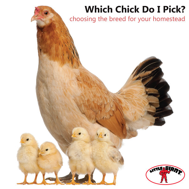 Choosing Chicken Breeds - Miller Manufacturing Company Blog