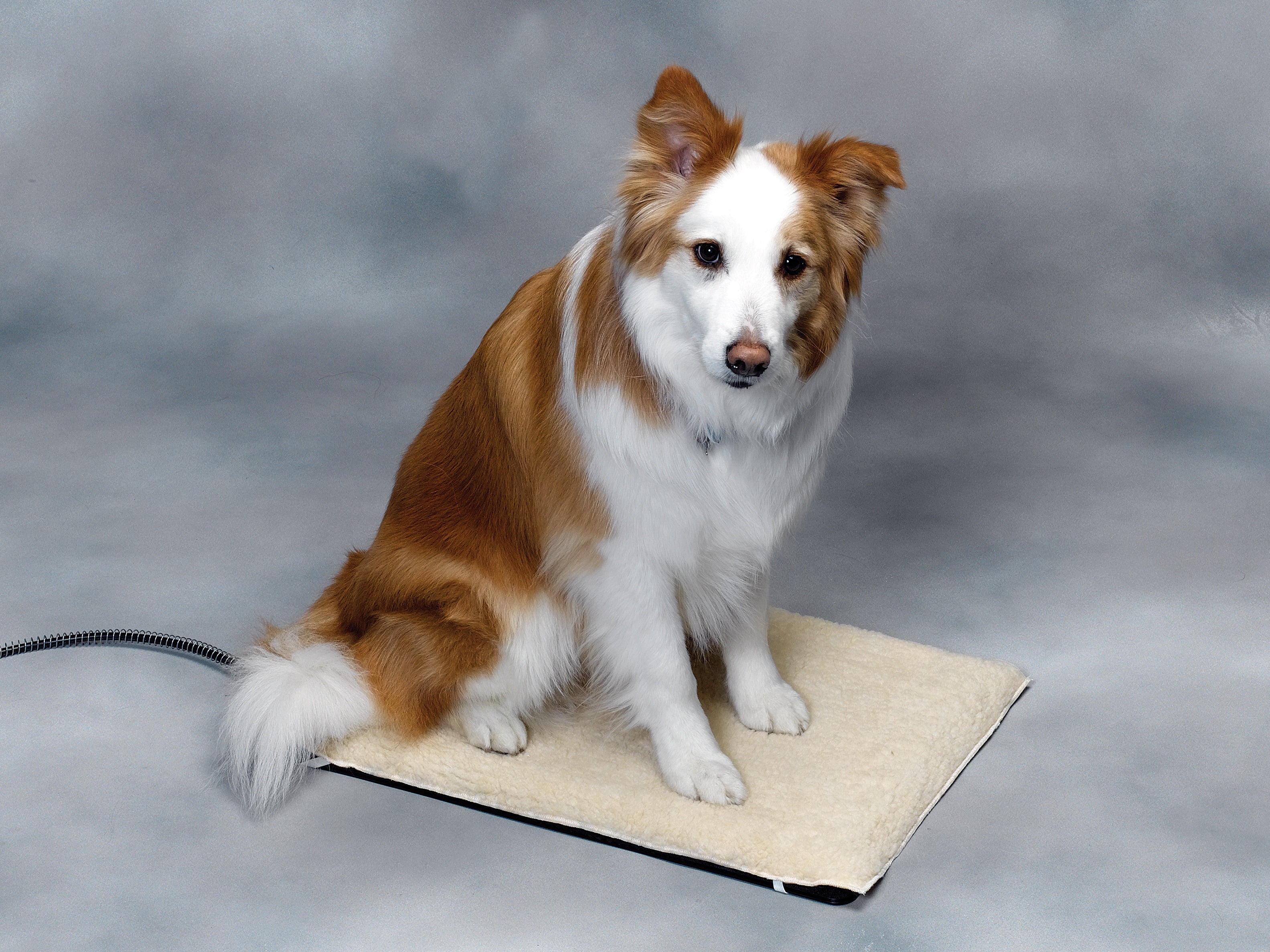 Api Pet Store Warmth and Comfort for Your Pets with APIยฎ | Miller Manufacturing Company
