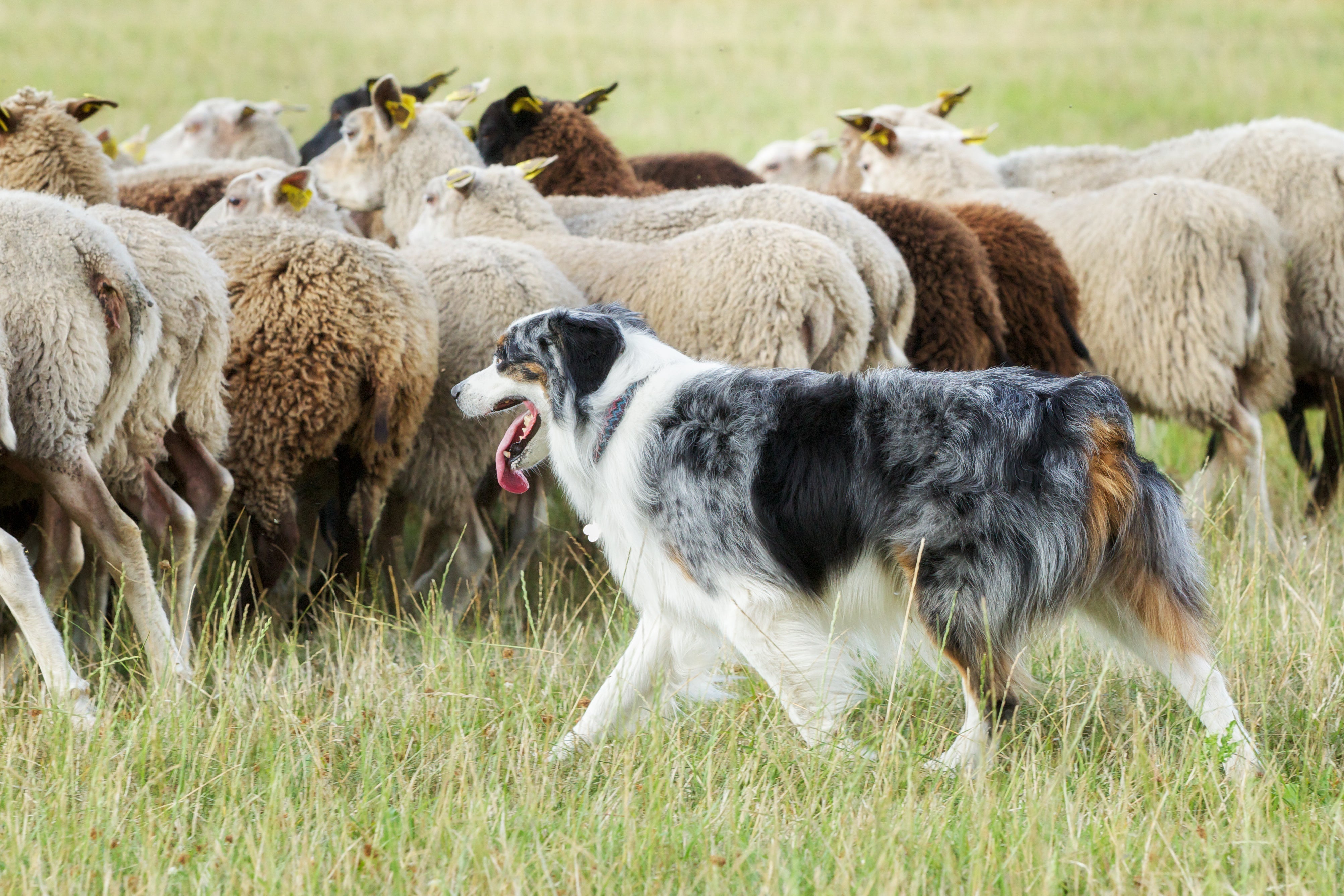 Companion Animals vs. Working Animals | Miller Manufacturing Company