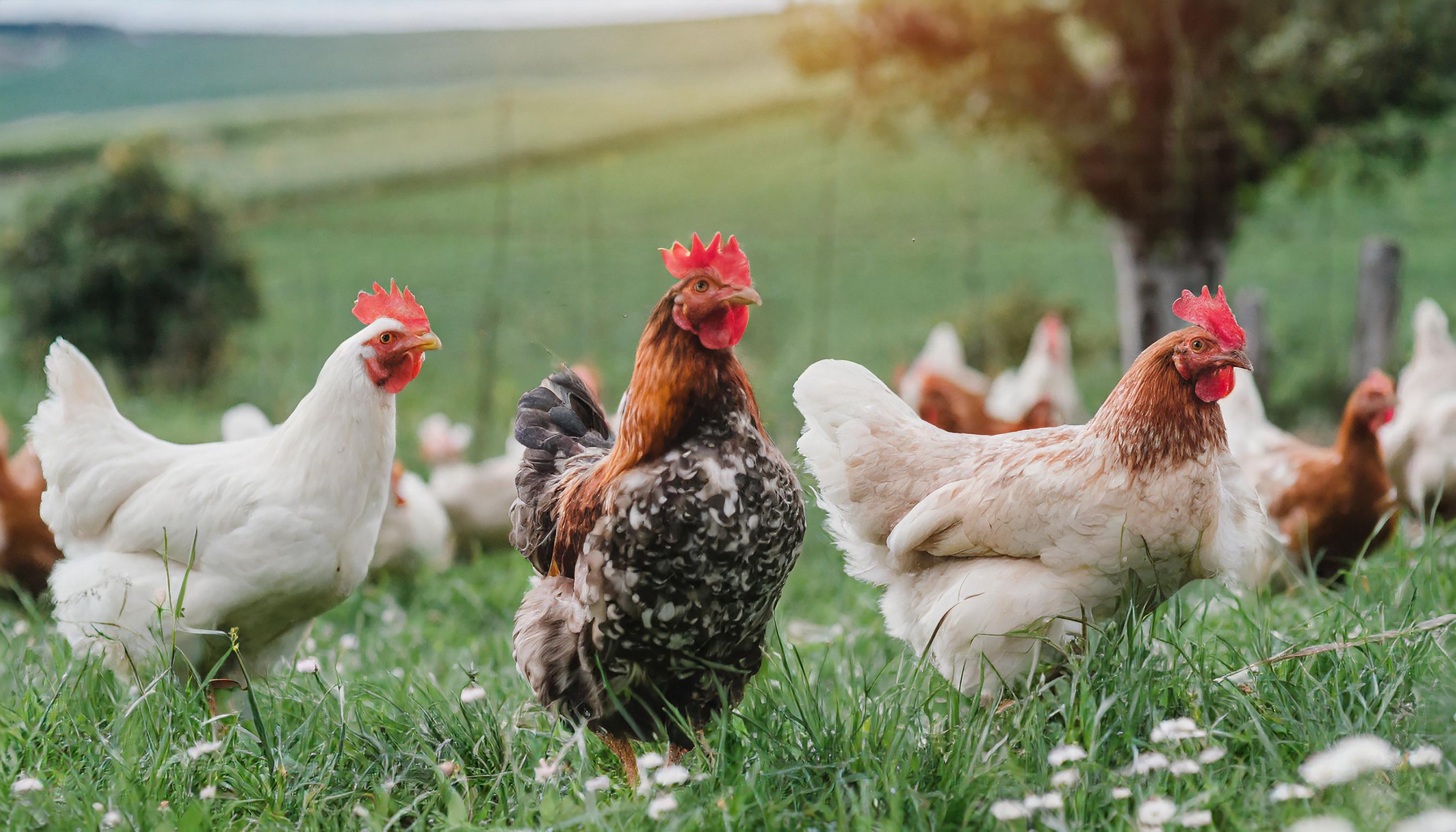 Free Range Chickens Miller Manufacturing Company free-range-chickens-miller-manufacturing-company
