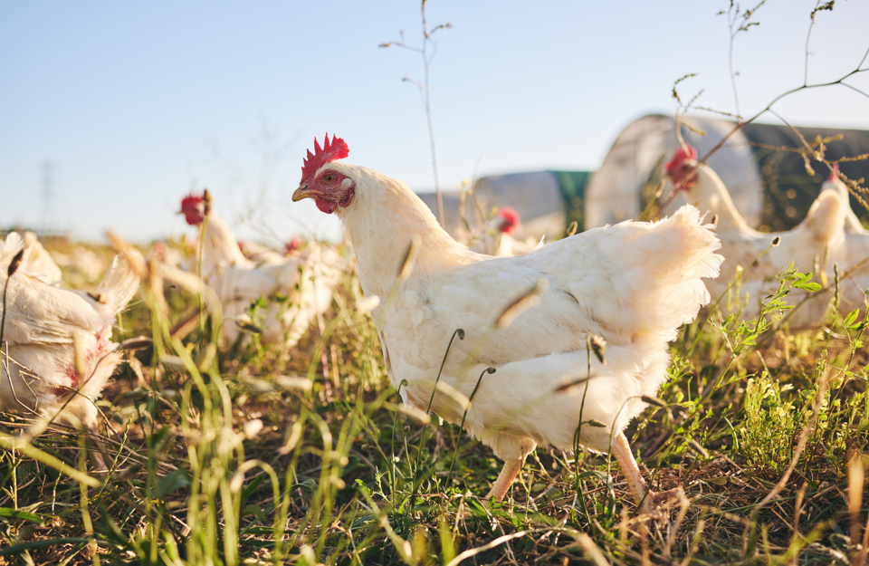 Prepping Your Poultry for Spring | Miller Manufacturing Company