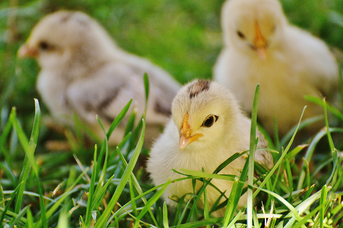 Spring Chcik Fall in Love With Spring Chicks | Miller Manufacturing Company