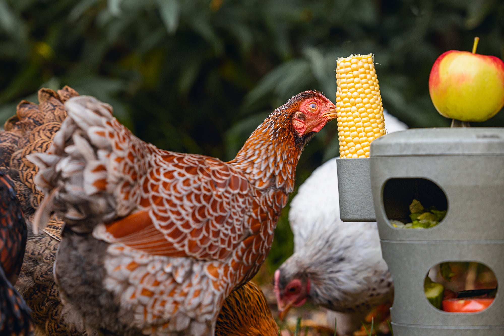 Chicken Feed Tower | Miller Manufacturing Company