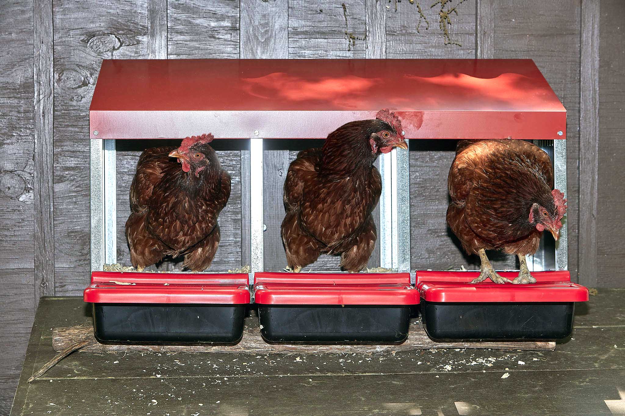 Double Galvanized Nesting Box with Plastic Basket | Miller ...