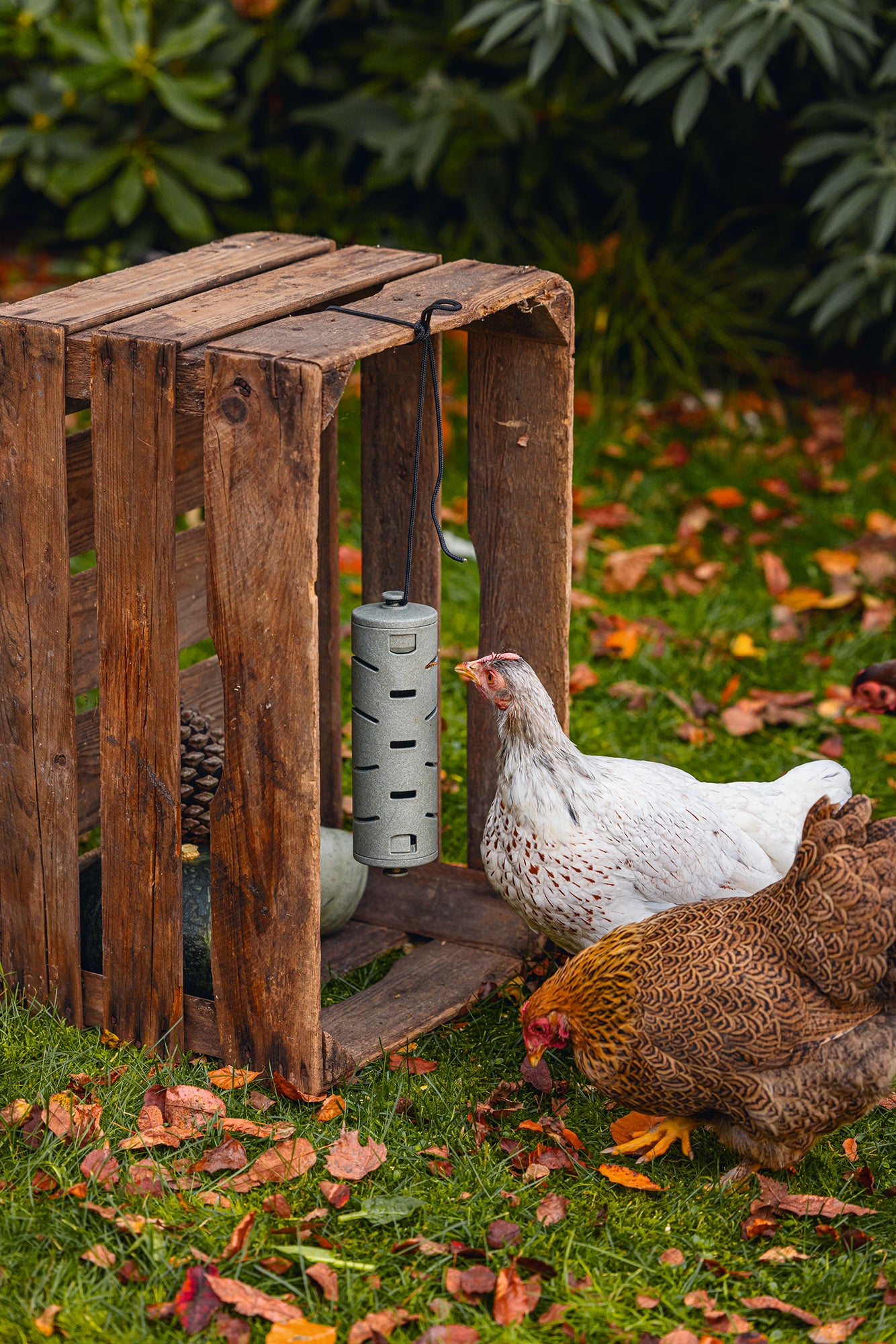 Chicken Snack Roller | Miller Manufacturing Company
