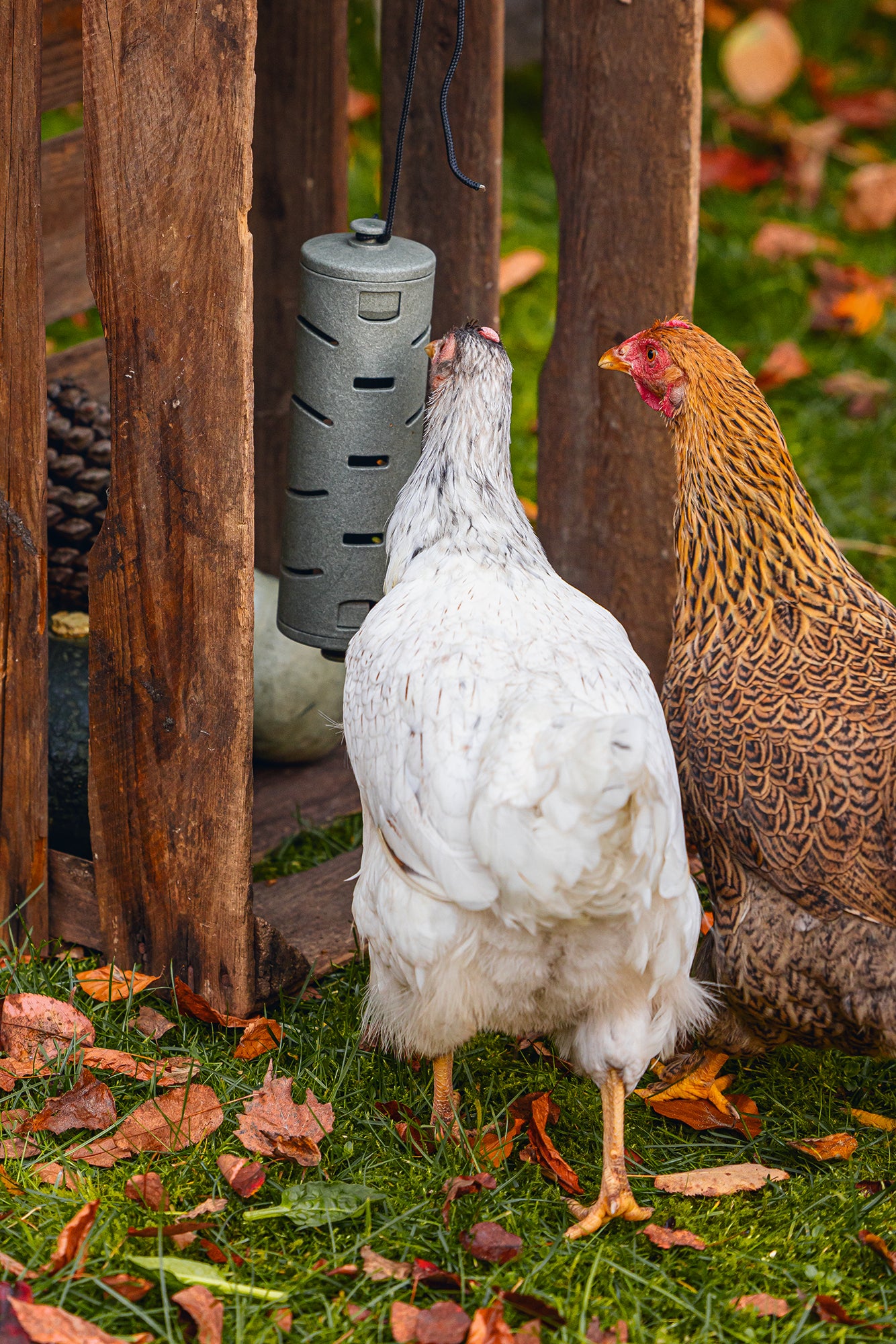 Chicken Snack Roller | Miller Manufacturing Company