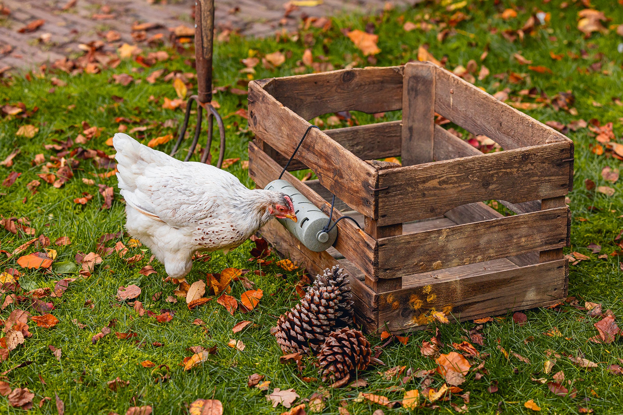 Chicken Snack Roller | Miller Manufacturing Company