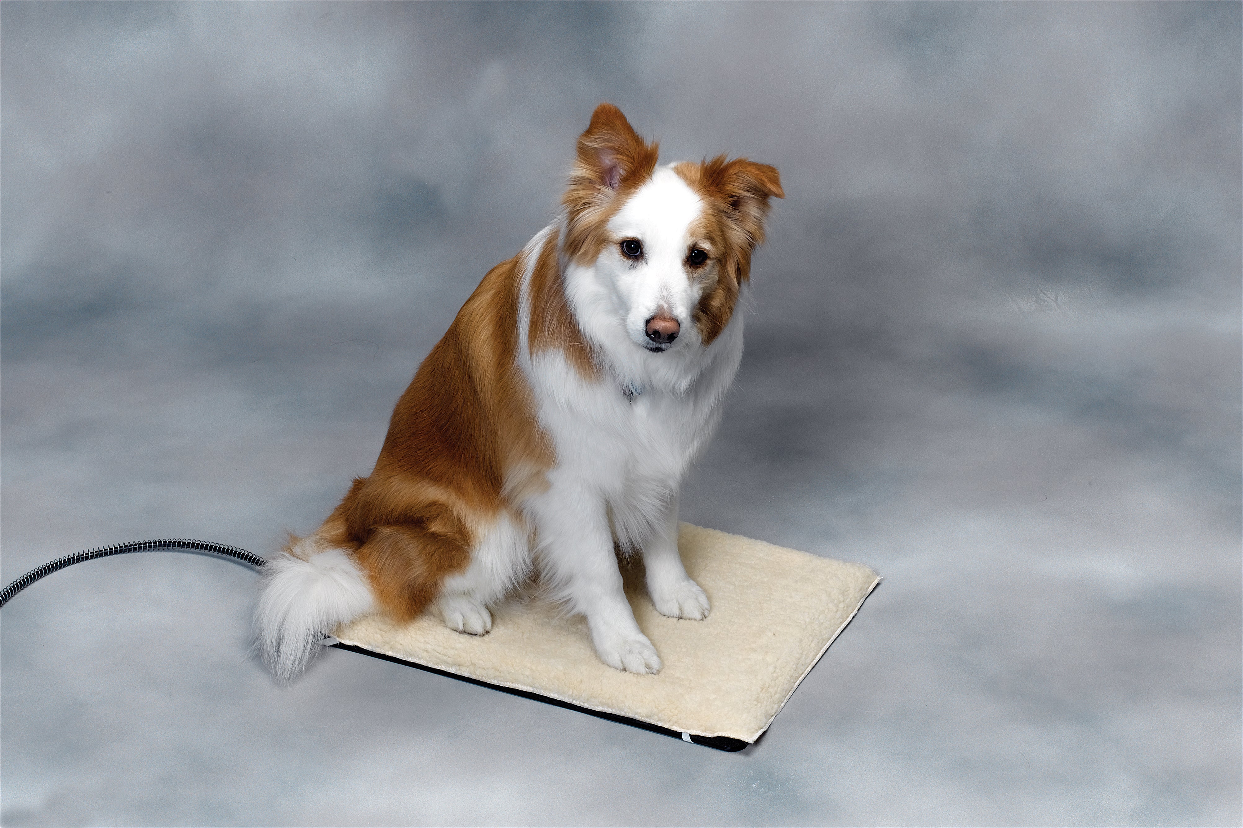 Mat Miller Rabbit Medium Plastic Heated Pet Mat | Miller Manufacturing Company