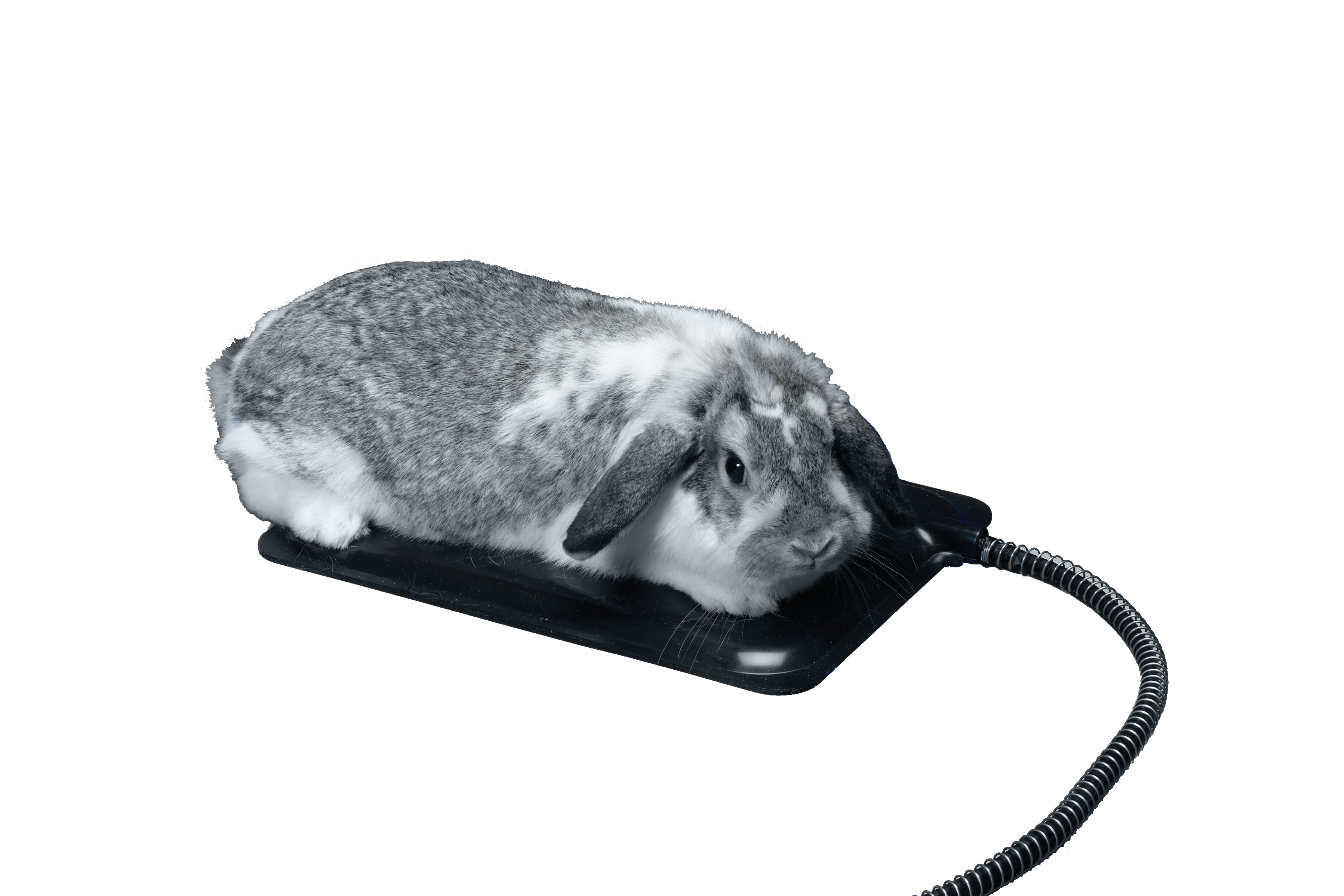 Mat Miller Rabbit Extra Small Plastic Heated Pet Mat | Miller Manufacturing Company